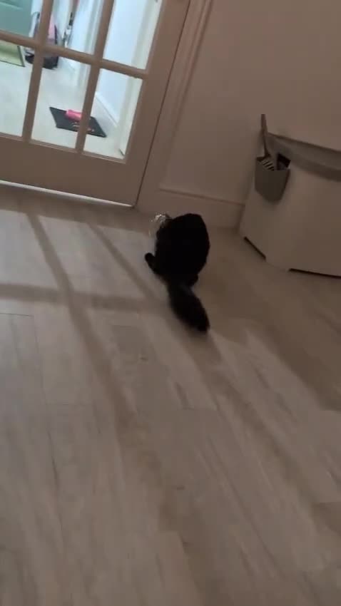 Domestic Shorthair cats for sale: 3 boys, 1 girl kittens  - Video 1