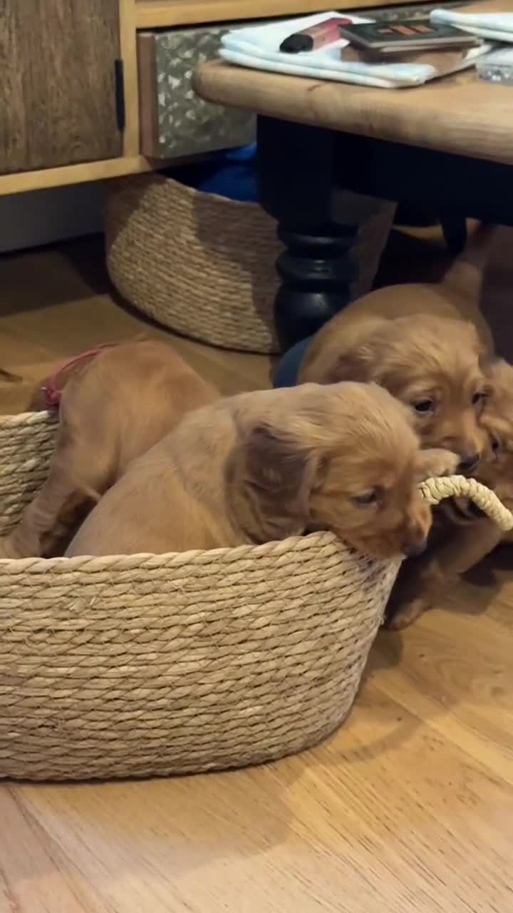 Cocker Spaniel dogs for sale: KC Registered working cocker spaniel puppies - Video 1