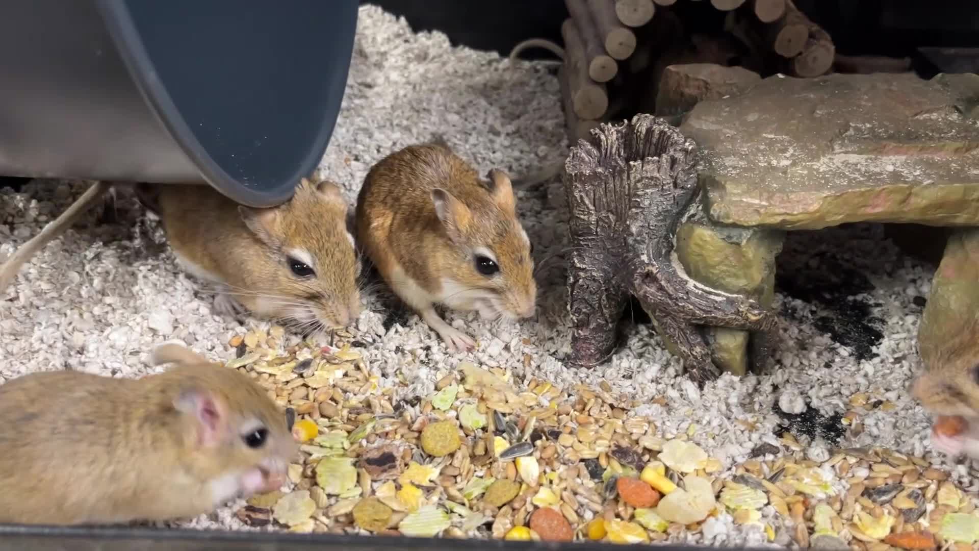 Gerbil rodents for sale: Persian Jirds - Video 3