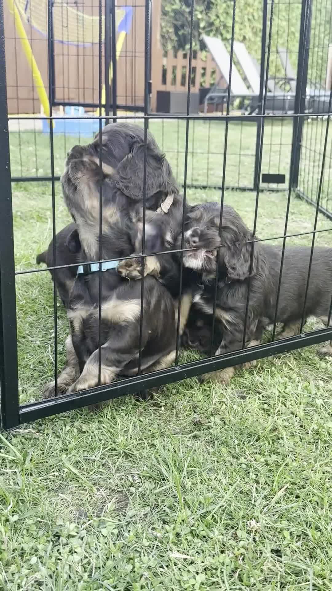 Cocker Spaniel dogs for sale: Working cross Show Cocker Spaniel puppies - Video 1