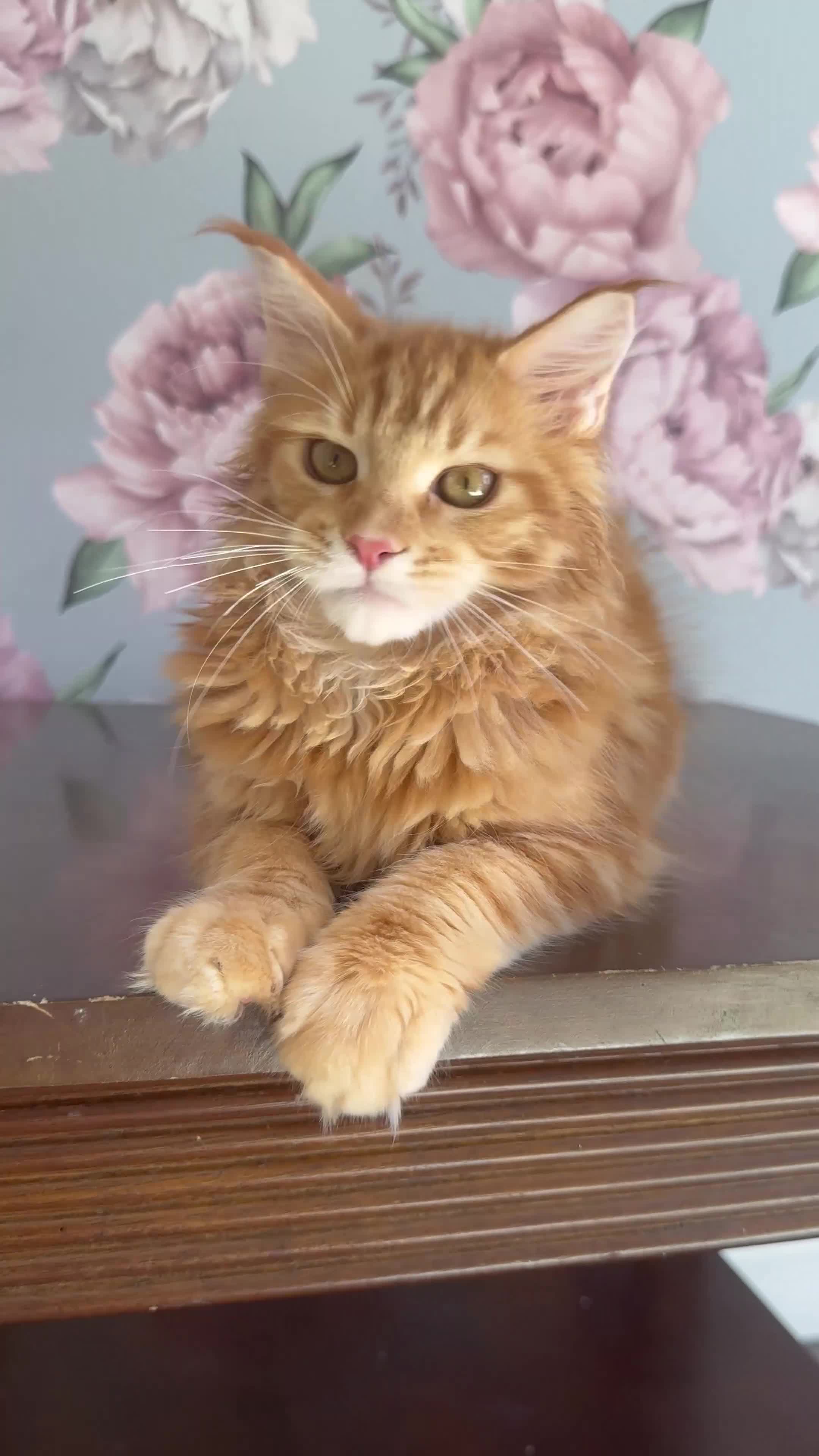 Maine Coon cats for sale: TICA Maine Coon Kittens - Video 2