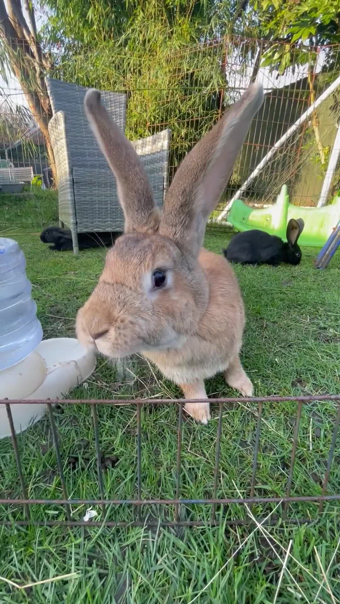 Continental Giant rabbits for sale: 💙5 week old pure bred continental giant 💙 - Video 2