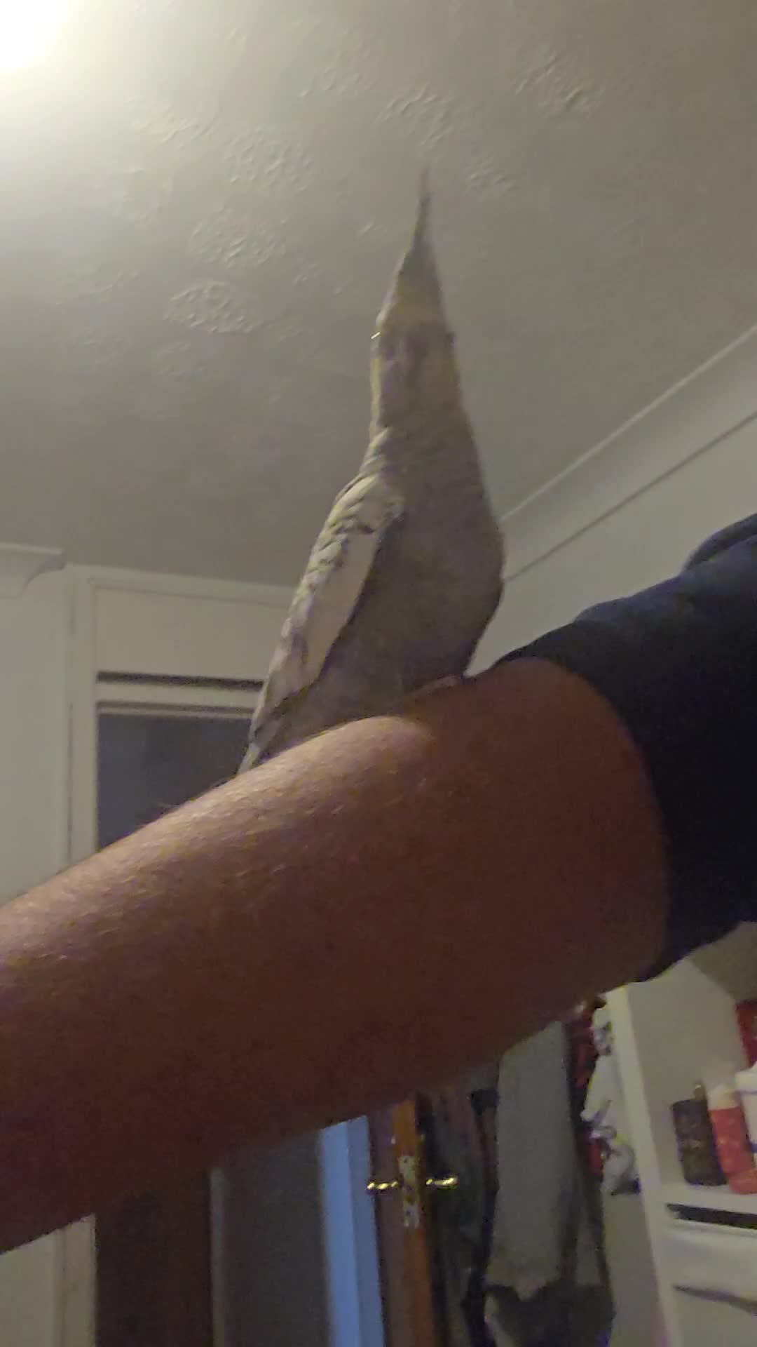 Cockatoo birds for sale: Cacata (Homestic nymphs)  - Video 1
