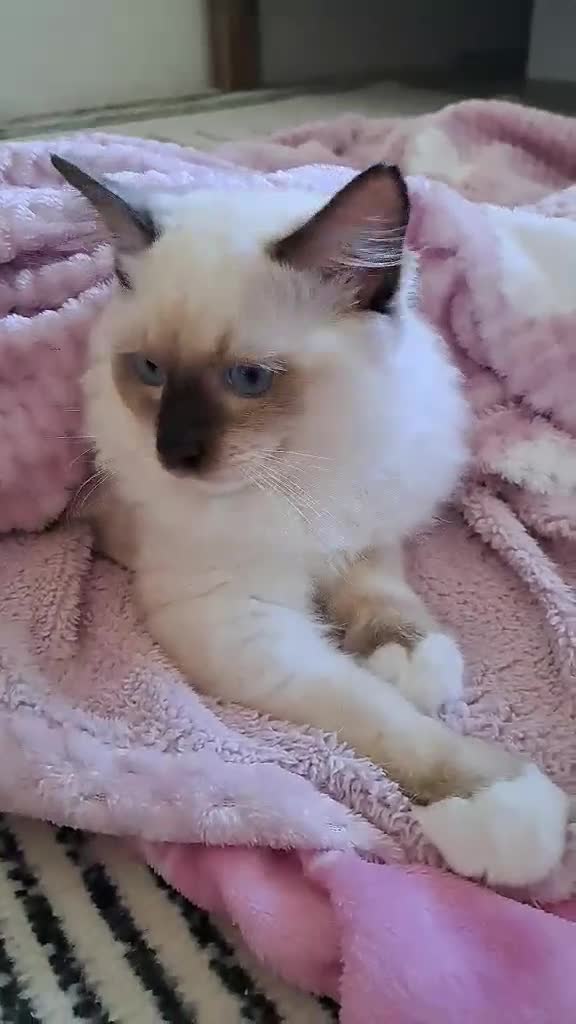 Ragdoll cats for sale: 💠FiFe registered Ragdoll kittens for sale💠 in Bristol - Video 2
