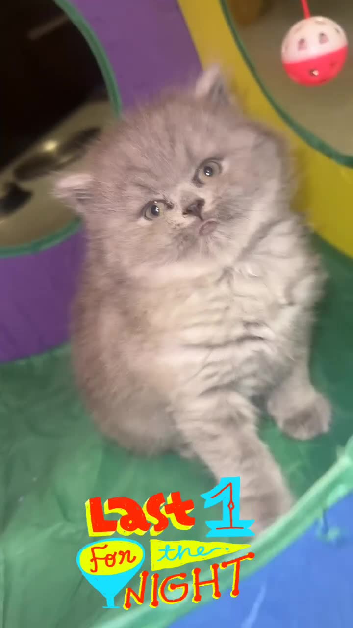 British Shorthair cats for sale: British shorthair kittens (1 FEMALE) - Video 5