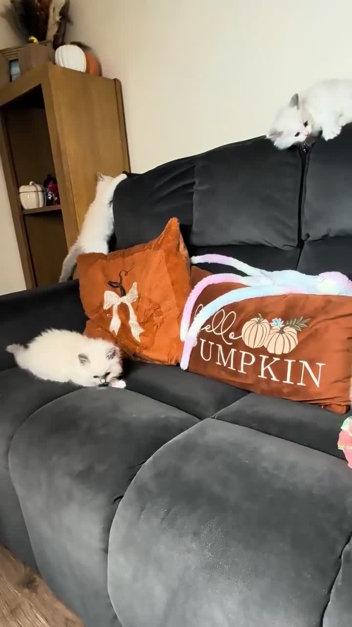 Ragdoll cats for sale: 🏆Tica Registered kittens from EU champion lines🏅 - Video 5