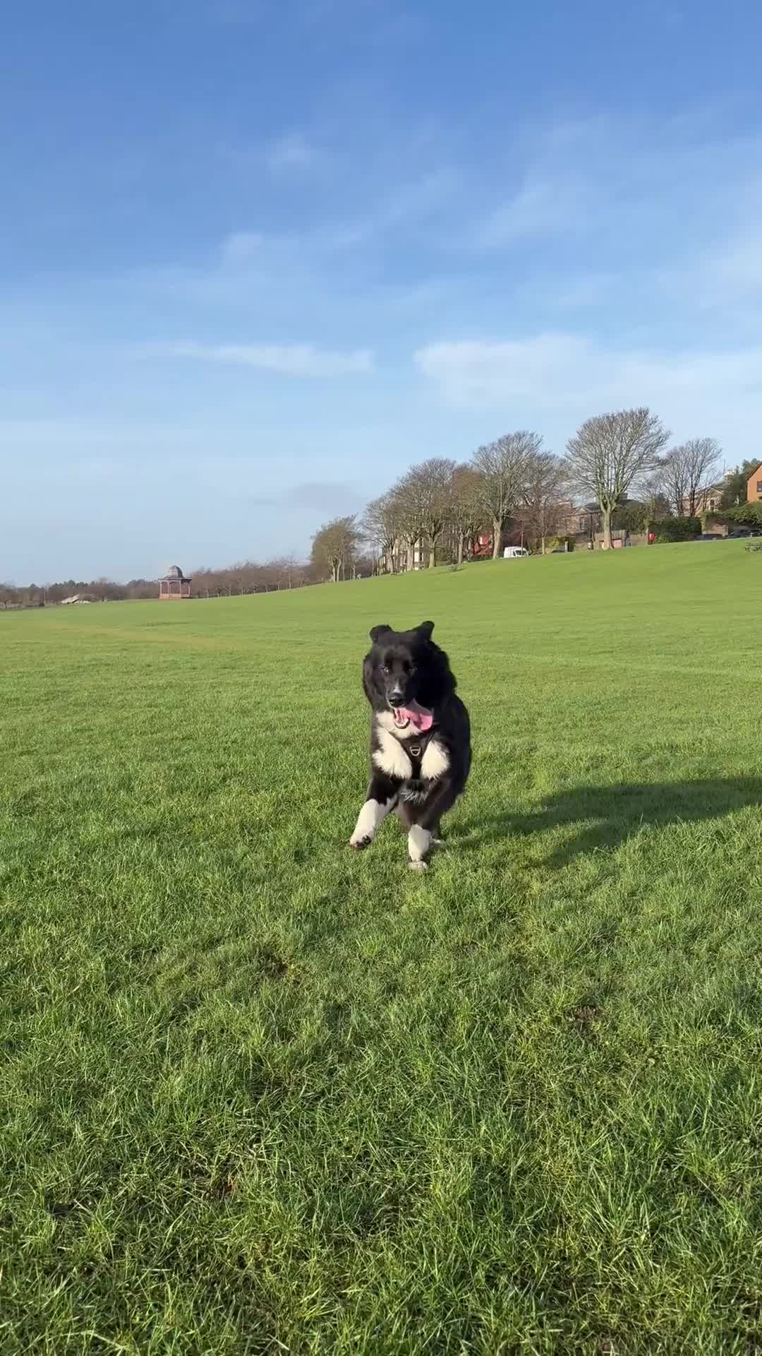 Mixed Breed dogs for adoption: Mixed dog for rehoming  - Video 1