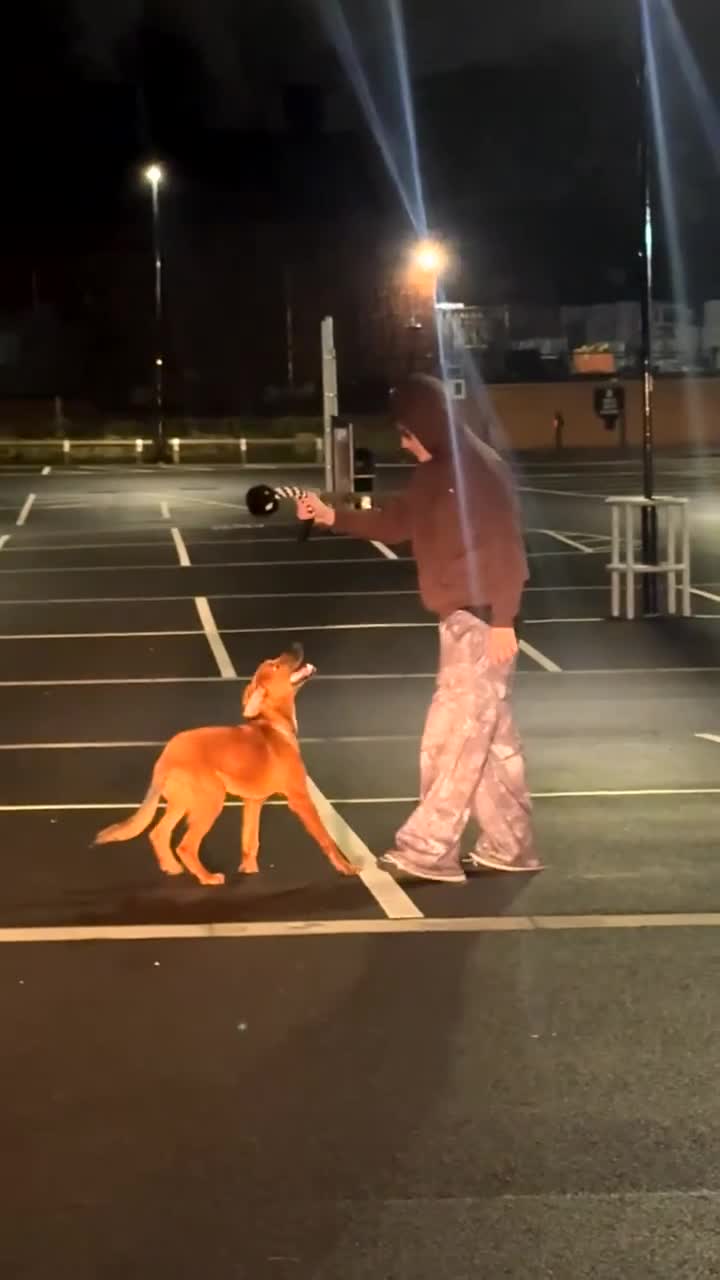 Mixed Breed dogs for sale: Male spaniel mix - Video 1