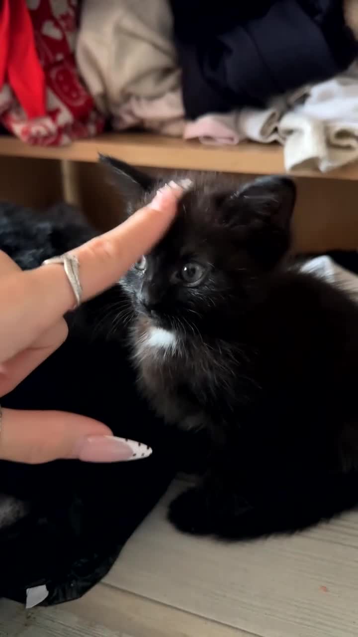 Mixed Breed cats for sale: Playful baby boy for sale - Video 1