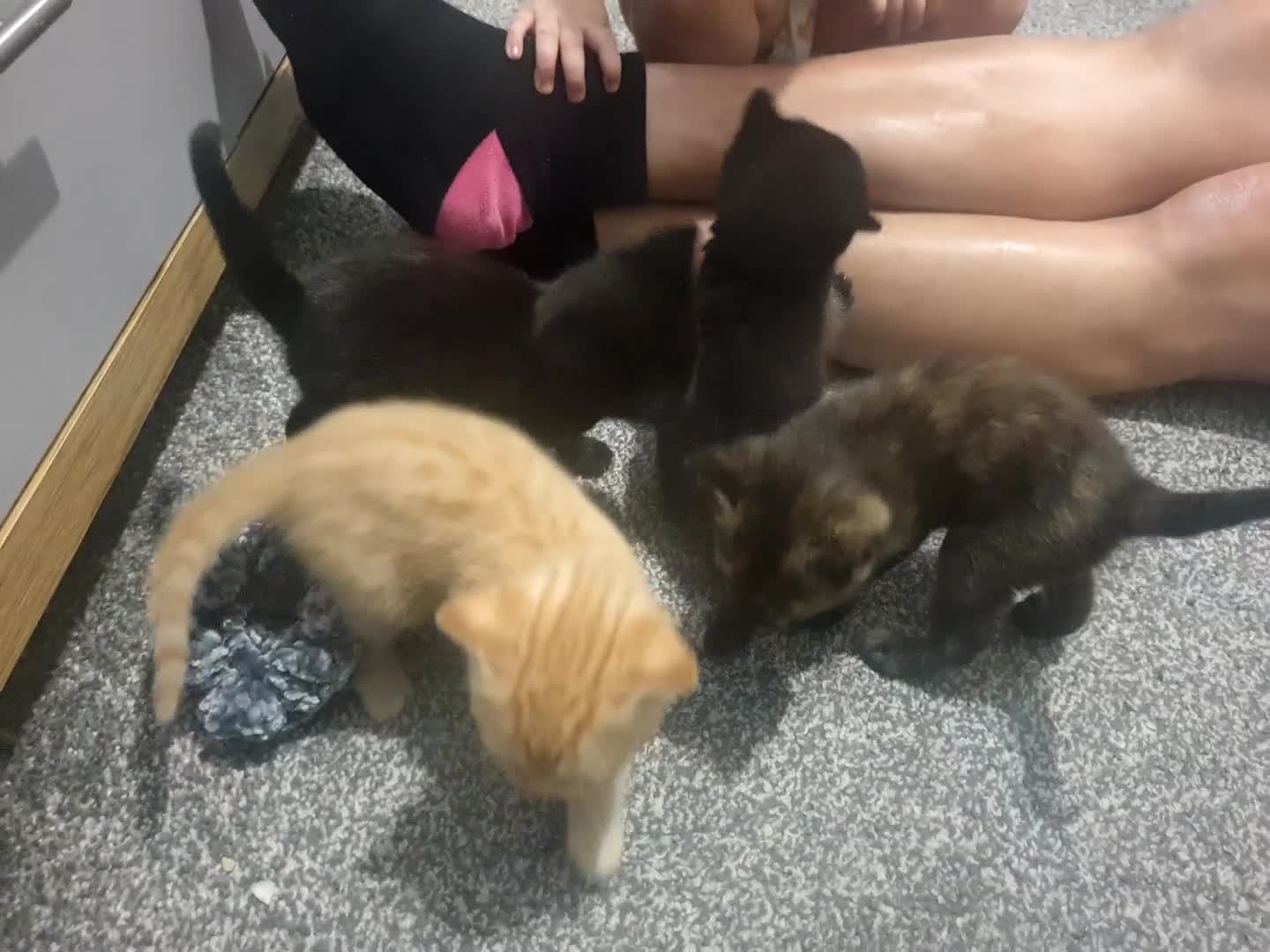 Mixed Breed cats for sale: 2 female kittens to go together - Video 1