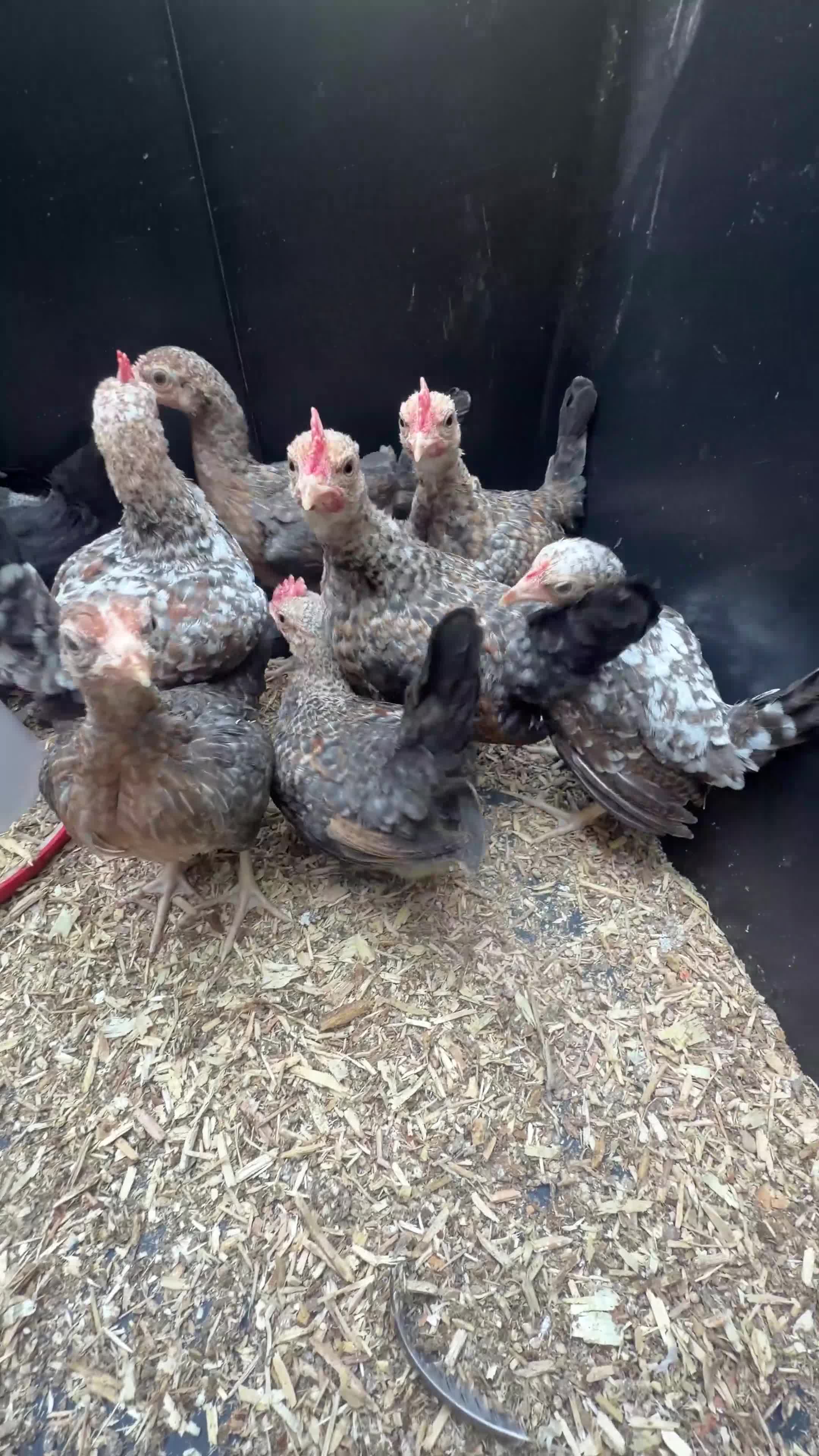 Chickens poultry for sale: Mixed Flock of Chickens - Video 2