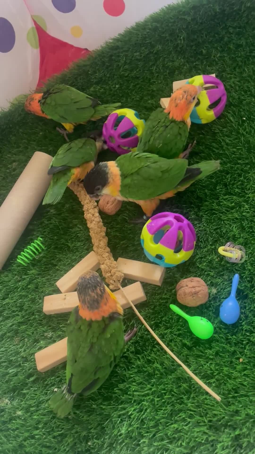 Parrots birds for sale: Baby black headed and yellow thighed caiques  - Video 1