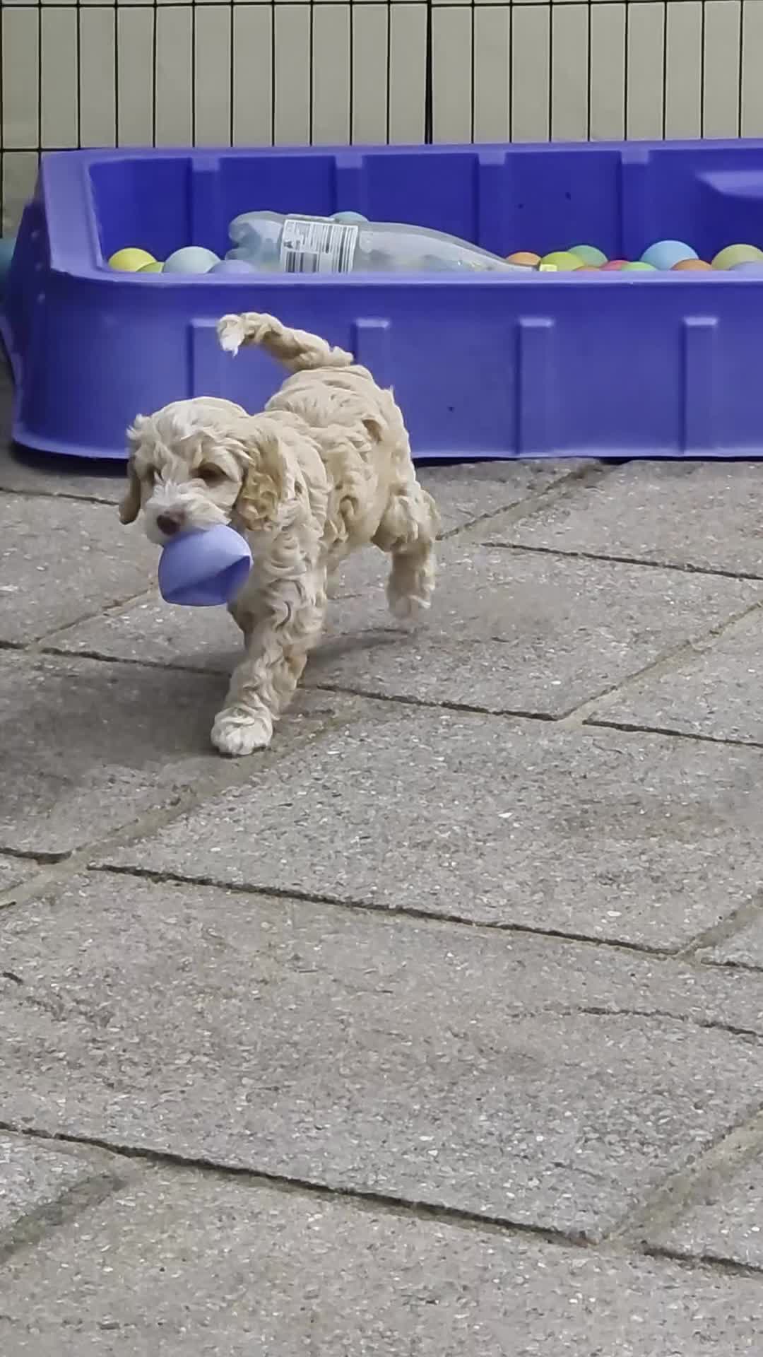 Cockapoo dogs for sale: Cockerpoo - Video 2