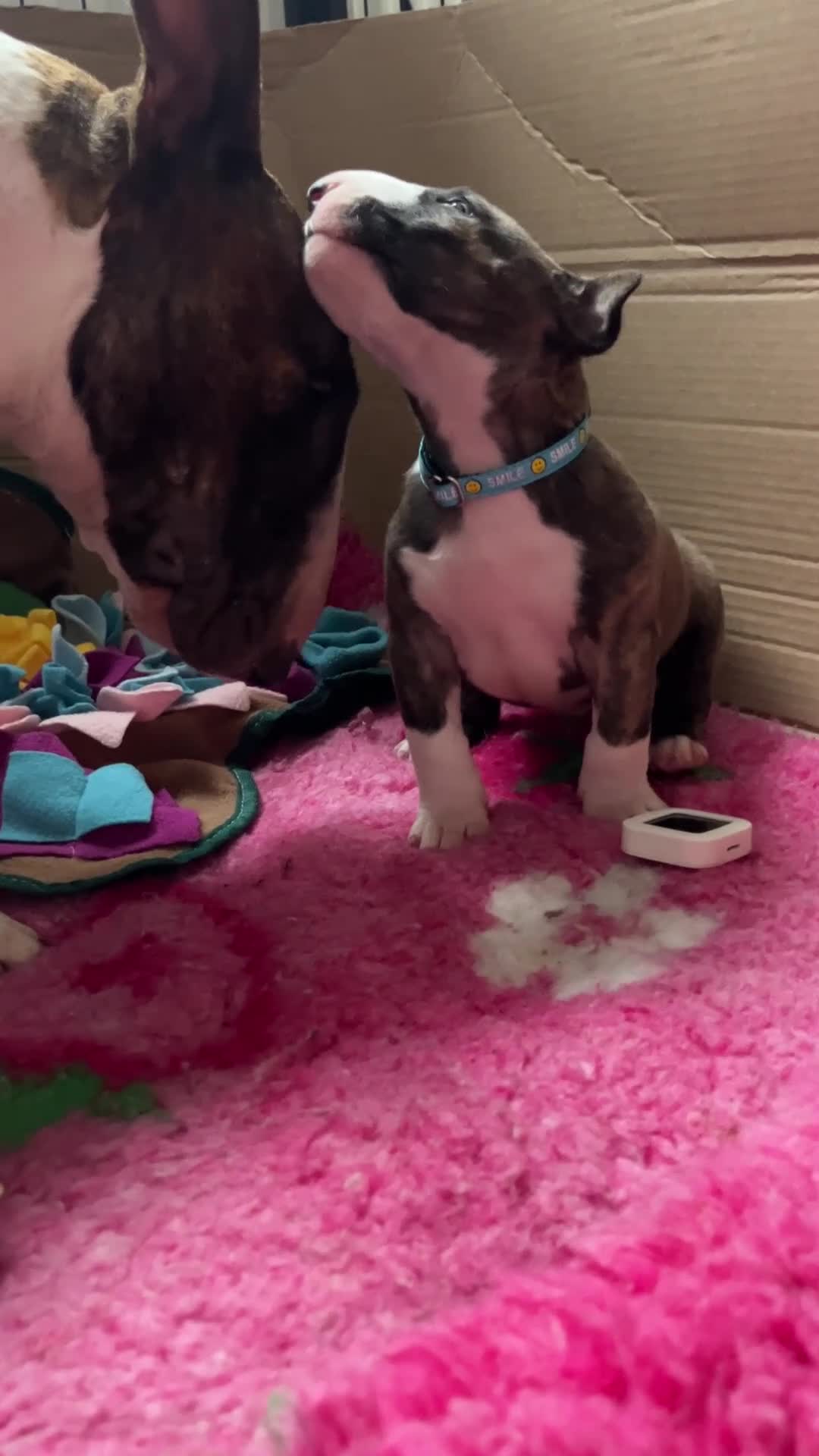 Bull Terrier dogs for sale: Bull terrier standard. KC registered. BOY - Video 1