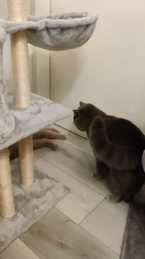 British Shorthair cats for stud: Active Reg.GCCF Quality Boy For STUD ONLY.CCTV24/7 in Manchester - Video 1