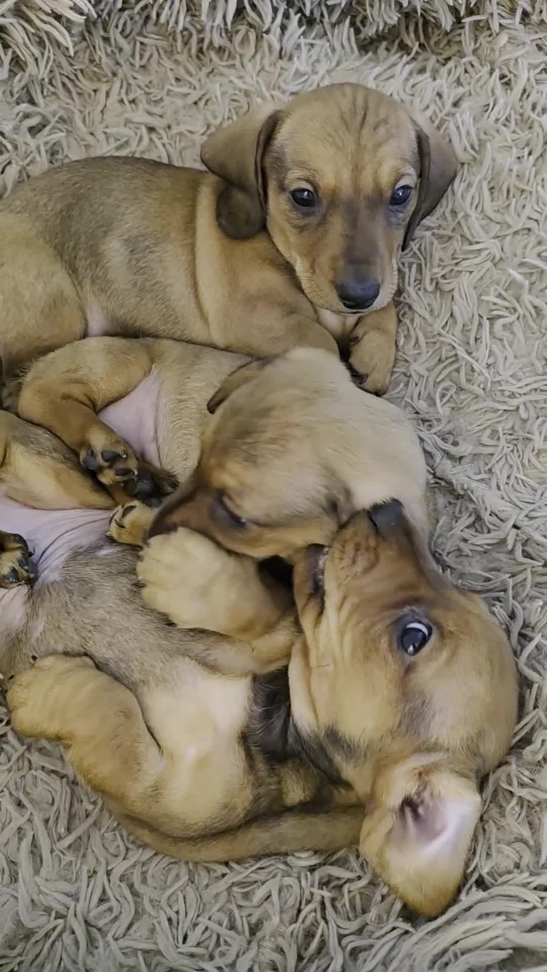 Miniature Dachshund dogs for sale: Miniture dashaunds  - Video 1