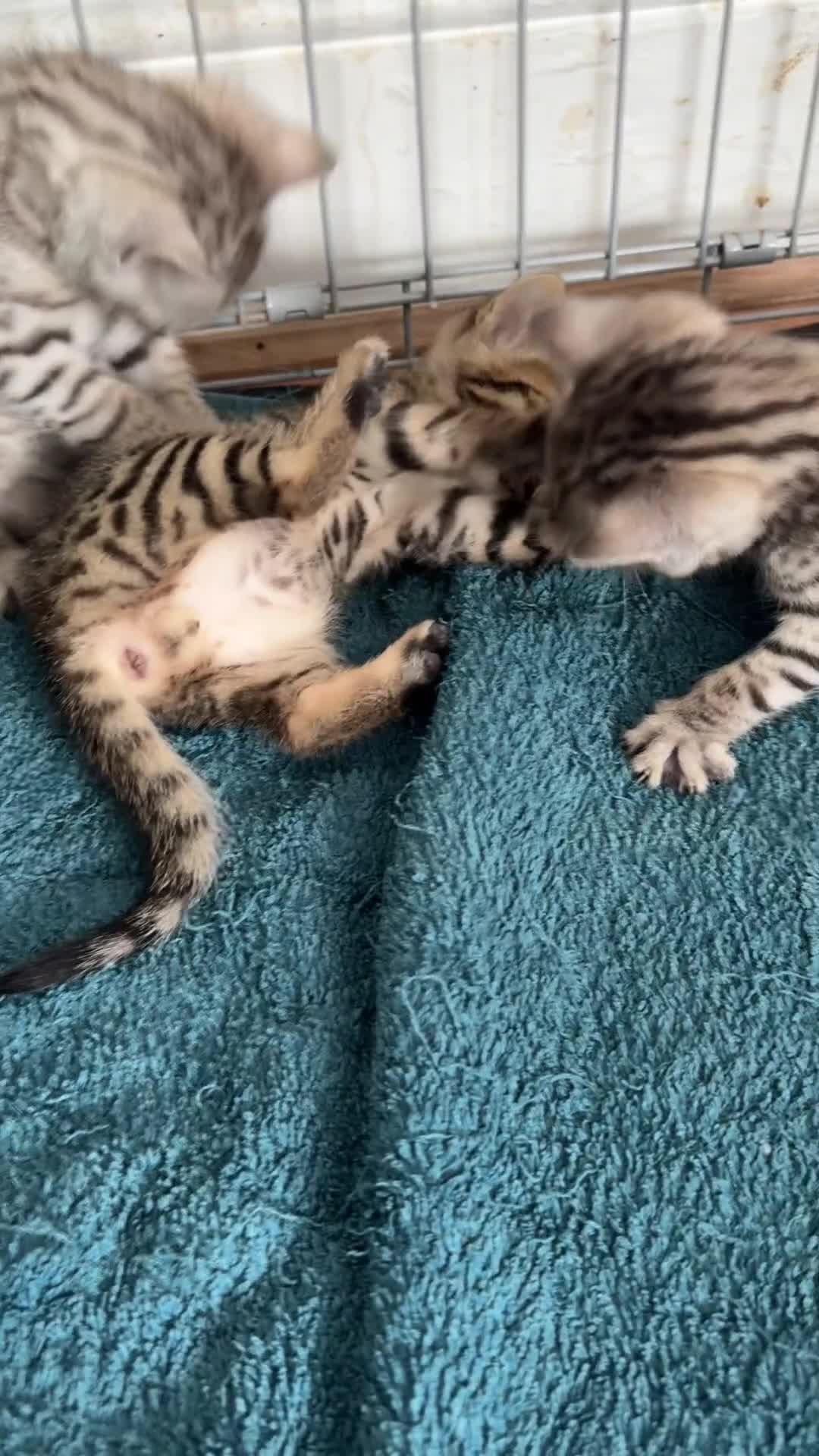 Bengal cats for sale: 4 Gorgeous Bengal Babies - Video 1
