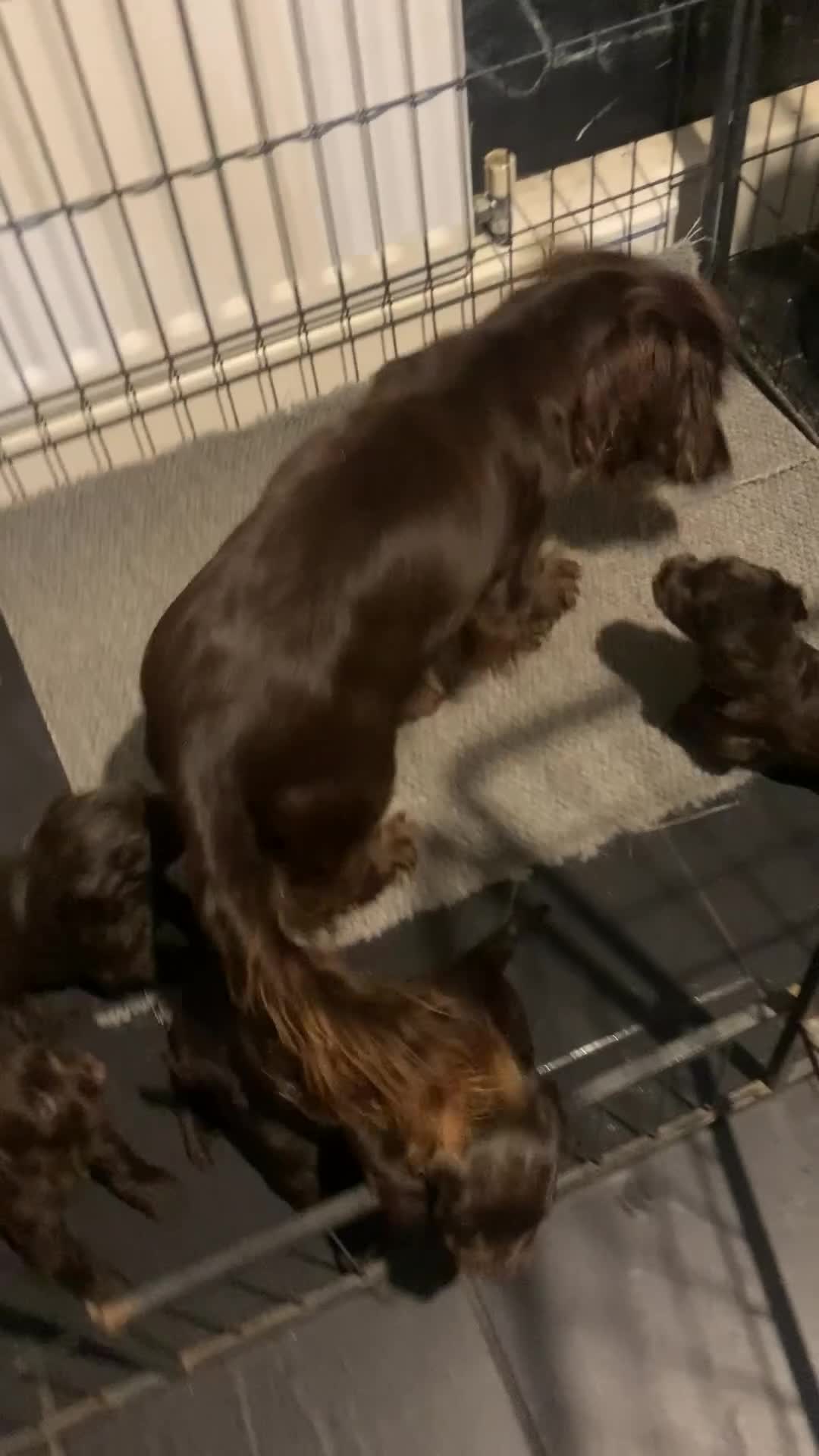 Cocker Spaniel dogs for sale: PURE WORKING CHOCOLATE COCKER SPANIELS  - Video 2