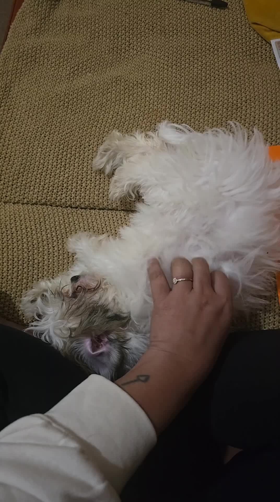 Malshi dogs for sale: MALSHI puppy  - Video 1