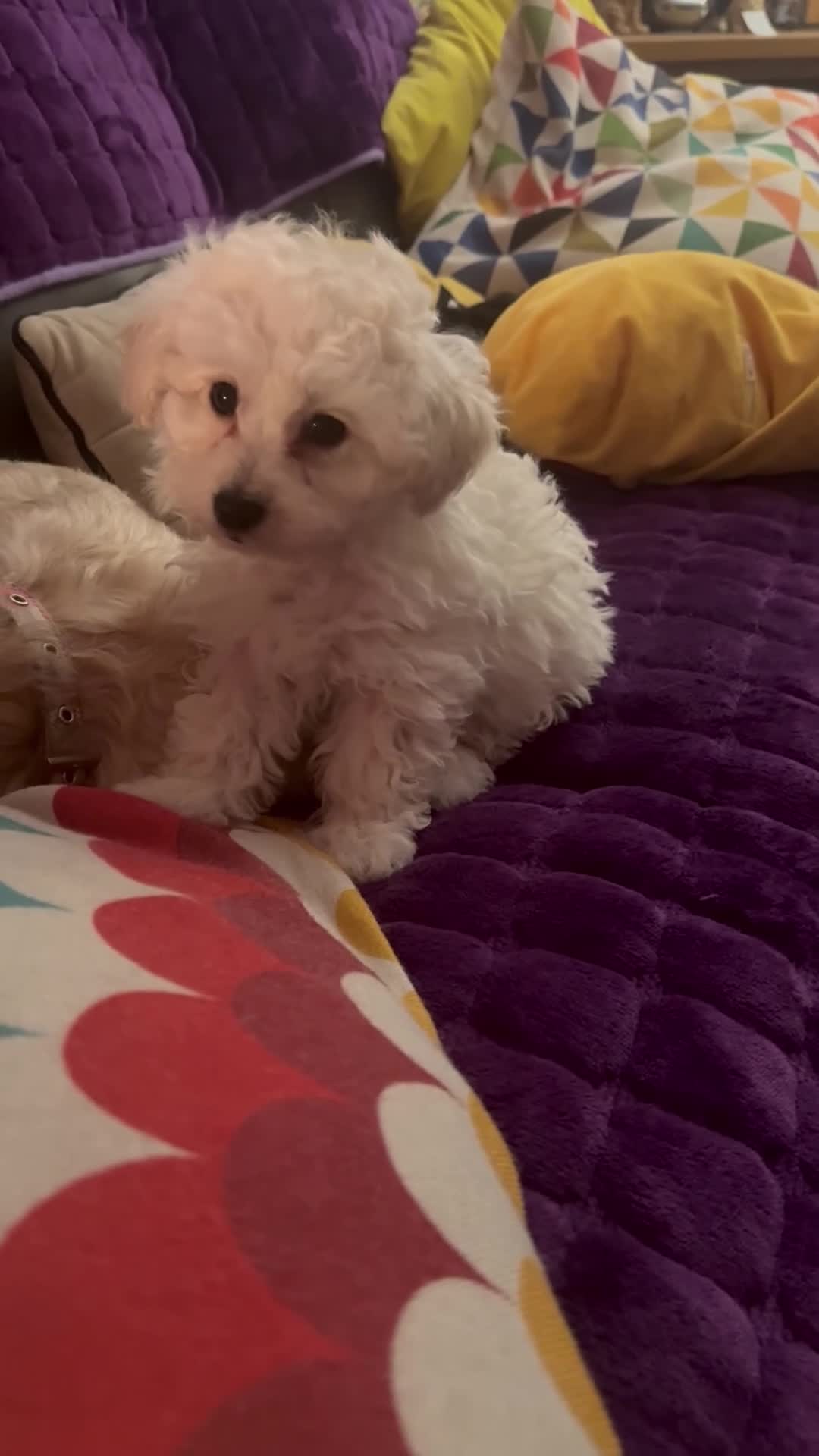 Shihpoo dogs for sale: Shihpoo - Video 4