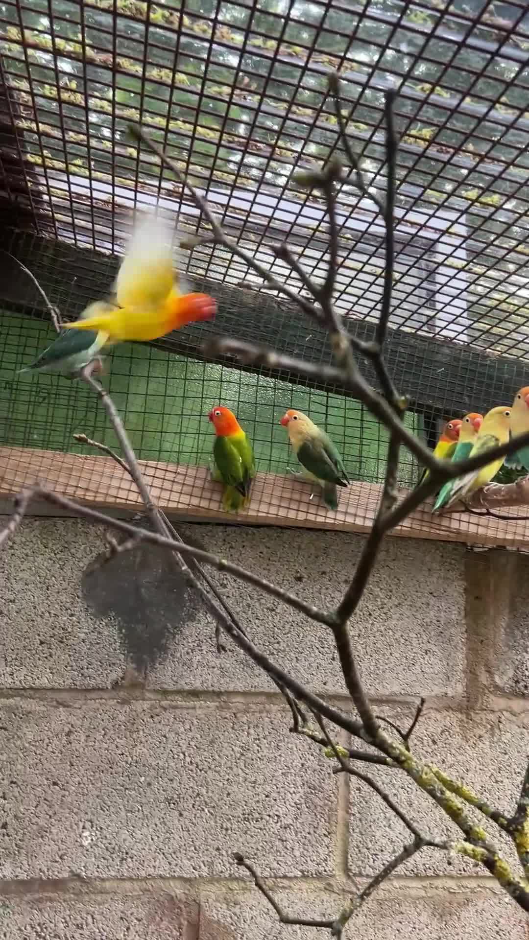 Lovebirds birds for sale: Mutations oplines Fishers lovebirds in Birmingham - Video 1