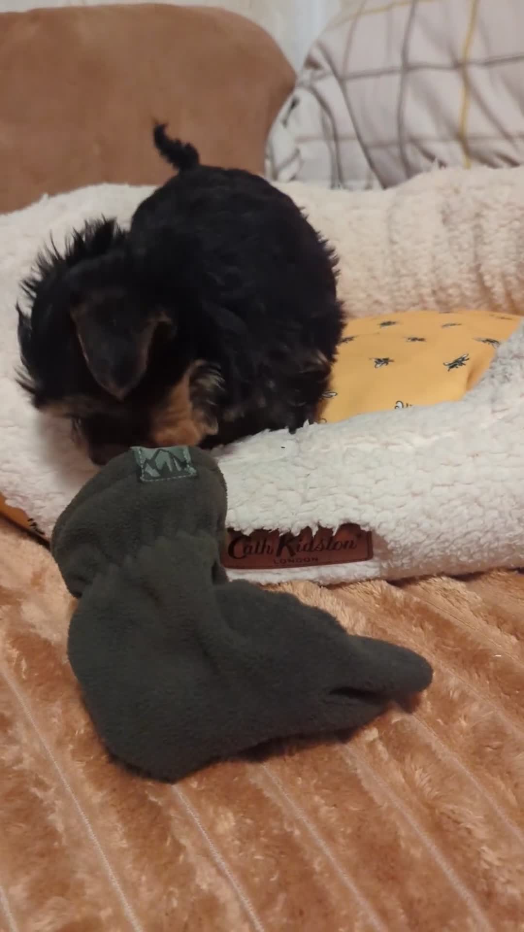 Yorkshire Terrier dogs for sale: Adorable Yorkshire terrier puppy available  - Video 4