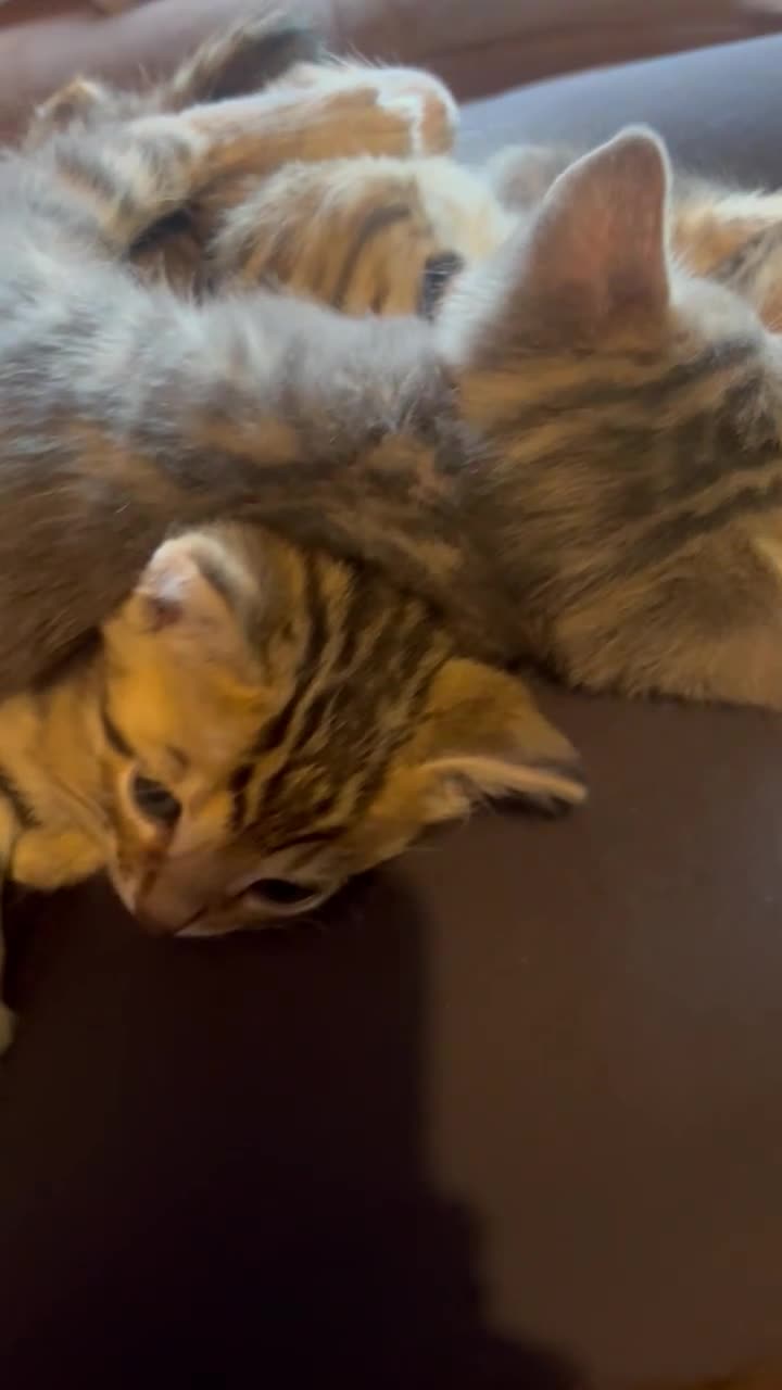 Bengal cats for sale: Stunning Bengal kitties - Video 1