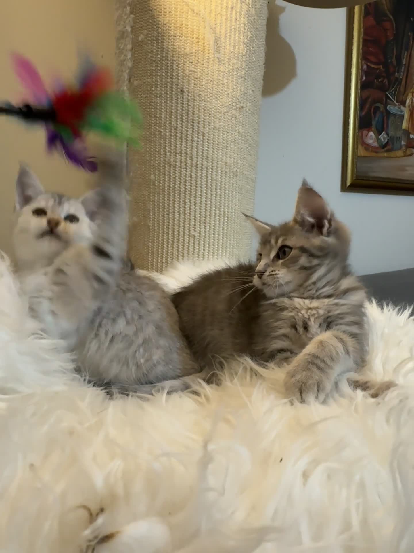 Maine Coon cats for sale: Beautiful Maine coon Mixed Kittens  🏡 - Video 3