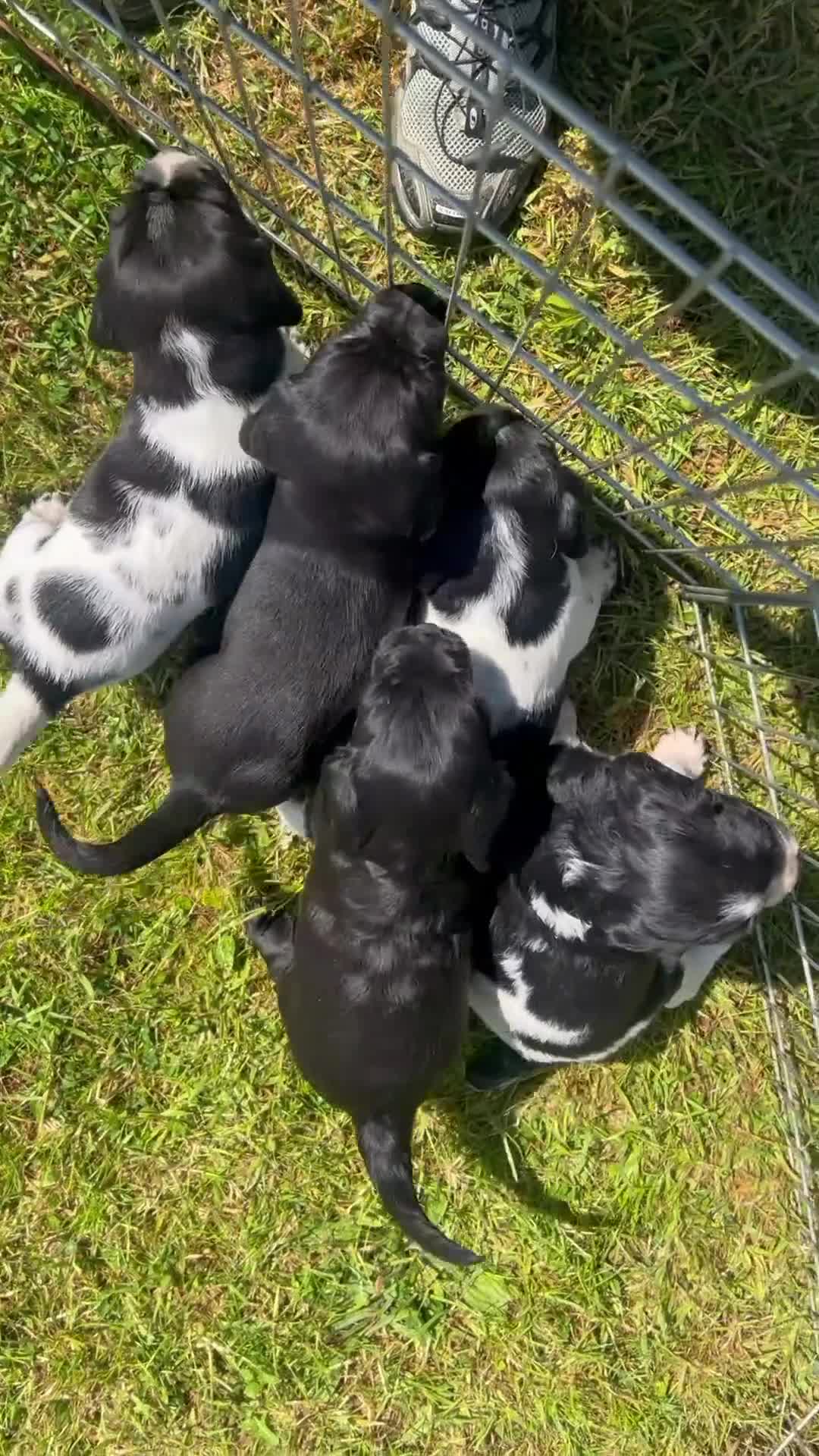 Springador dogs for sale: Springador Puppies - Video 2