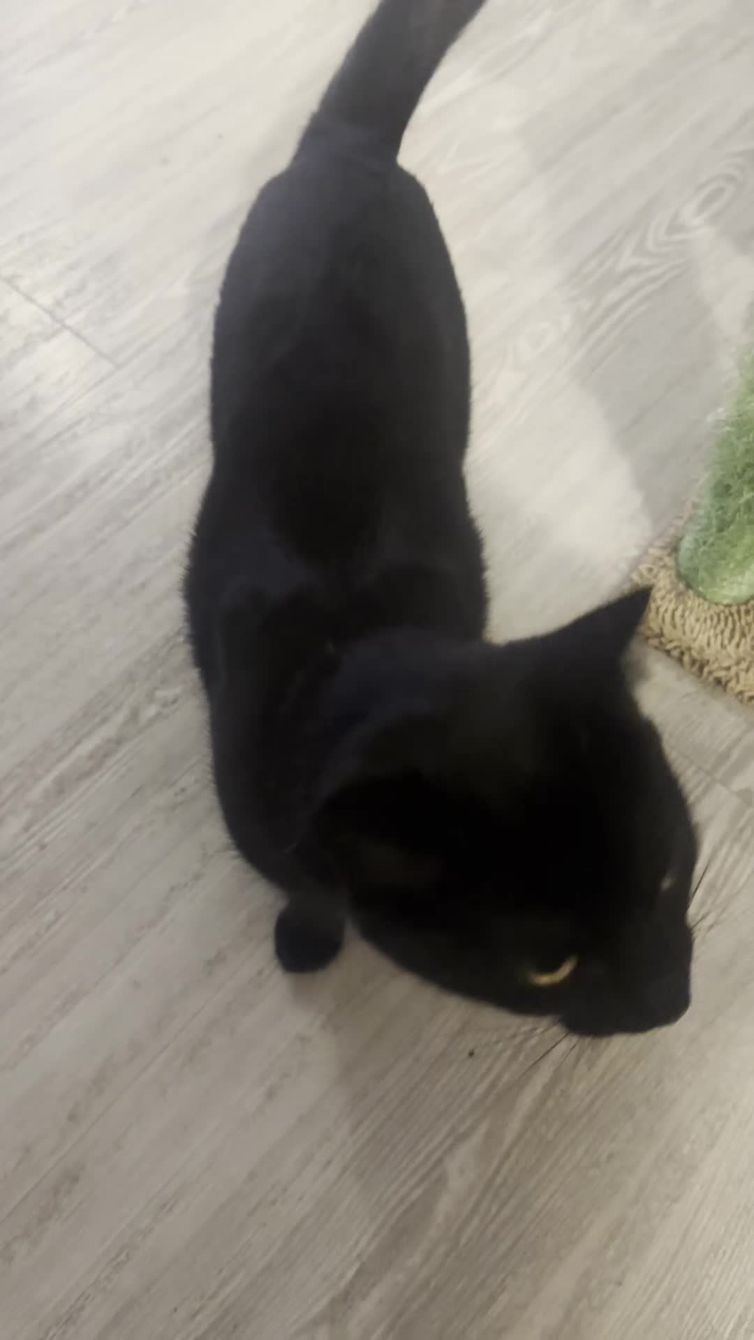 British Shorthair cats for sale: British Short Hair + Half Siberian/Half Tabby Cat - Video 1