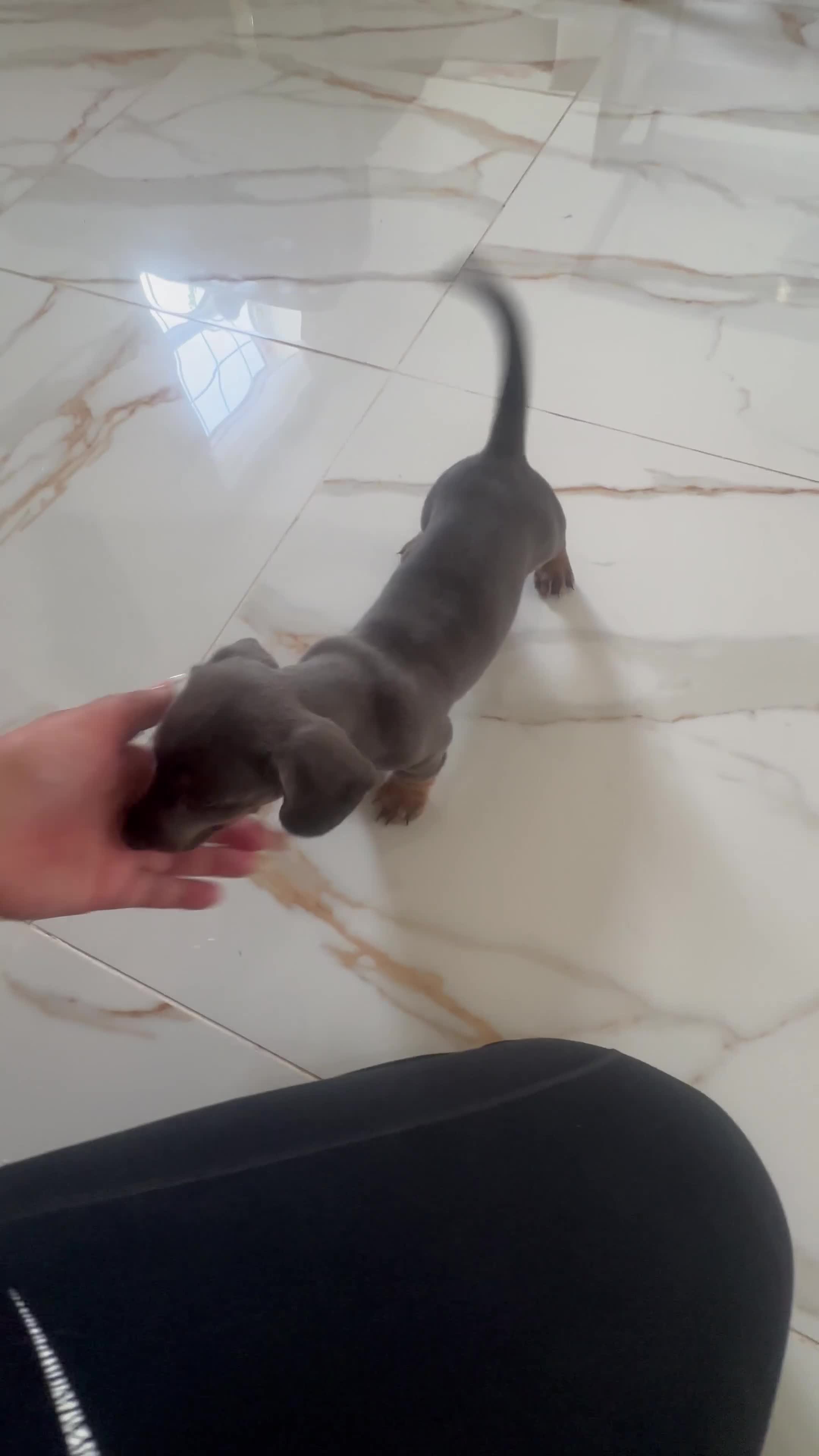 Miniature Dachshund dogs for sale: Ready now. Rare Blue eyed, Blue Tan Boy - Video 2