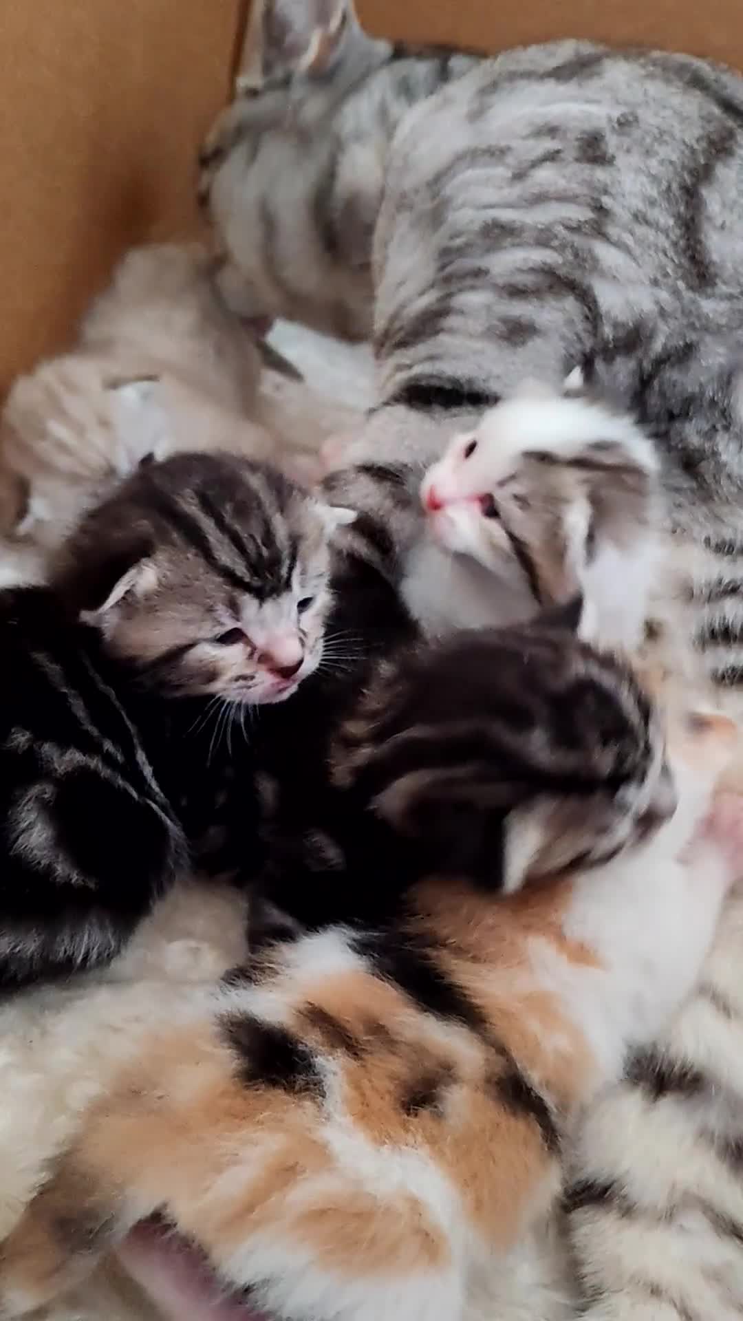 Mixed Breed cats for sale: Cute Bengal mix Kittens looking for loving homes🐱 - Video 5