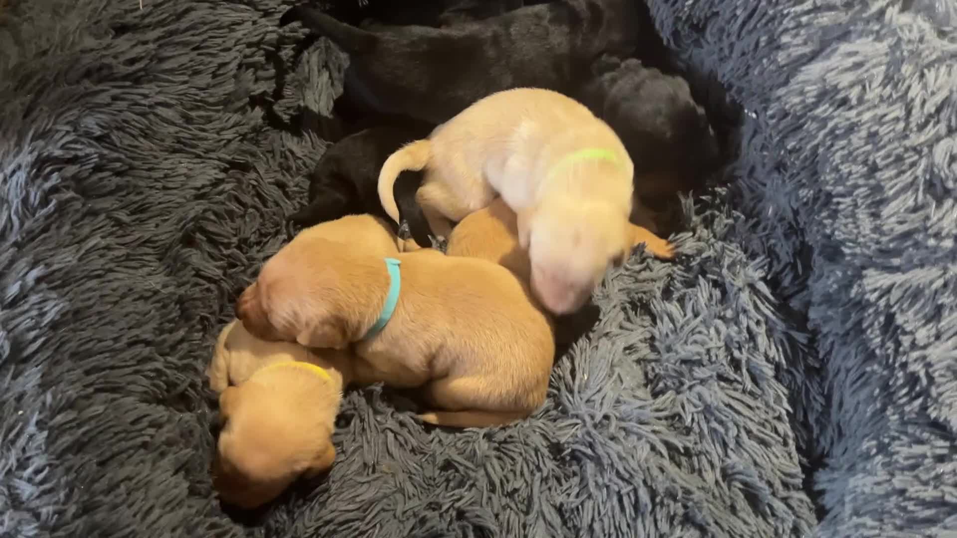 Labrador Retriever dogs for sale: Totally adorable, healthy and great line puppies - Video 1