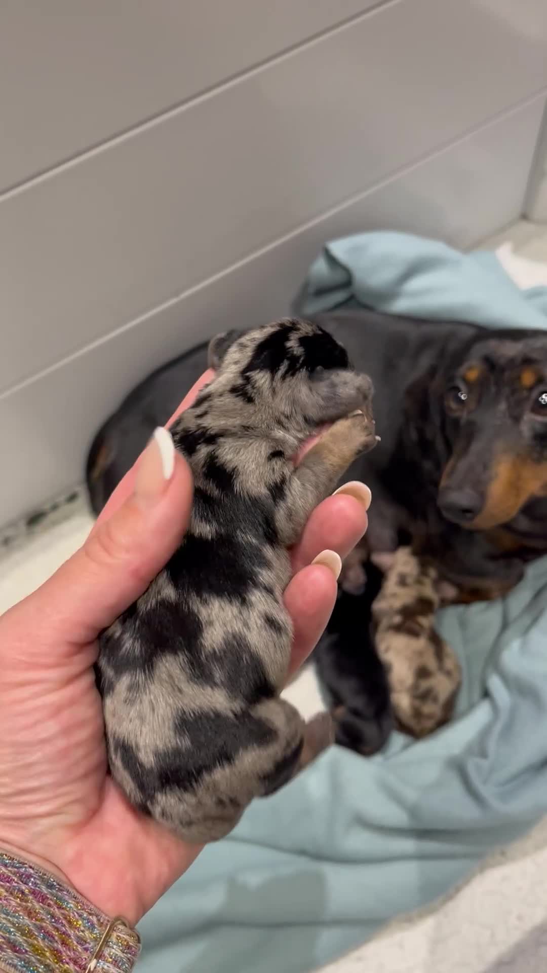 Miniature Dachshund dogs for sale: Absolutely stunning, very healthy dapple dachshund - Video 1