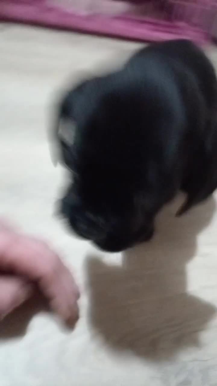 Mixed Breed dogs for sale: Mixed breed  - Video 2