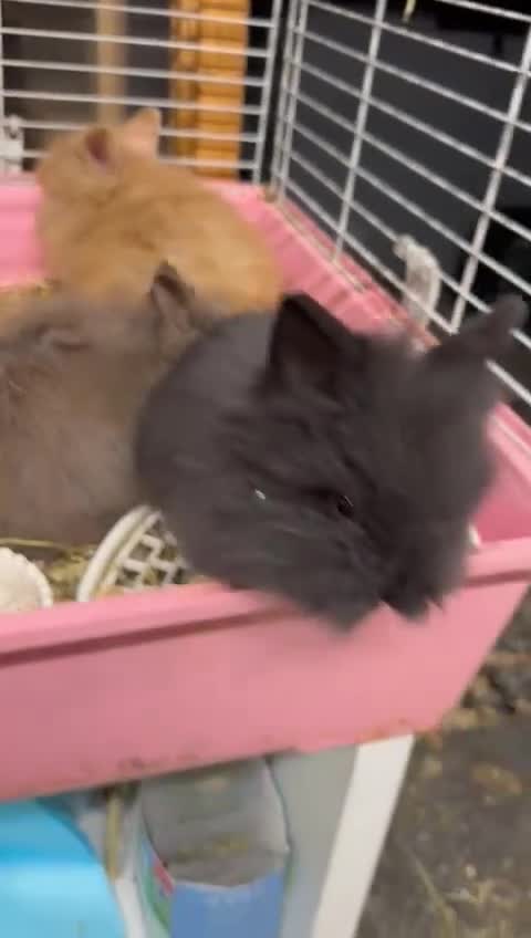 Mixed Breed rabbits for sale: Ready 8weeks old x3female Double Maned Lionhead - Video 2