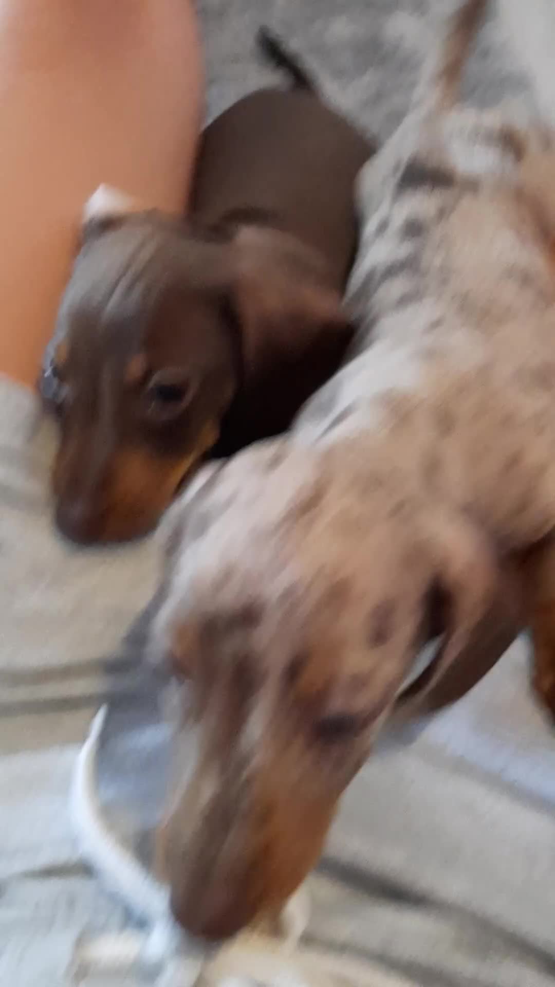 Miniature Dachshund dogs for sale: Beautiful litter of miniature dachshunds.9weeksold - Video 2