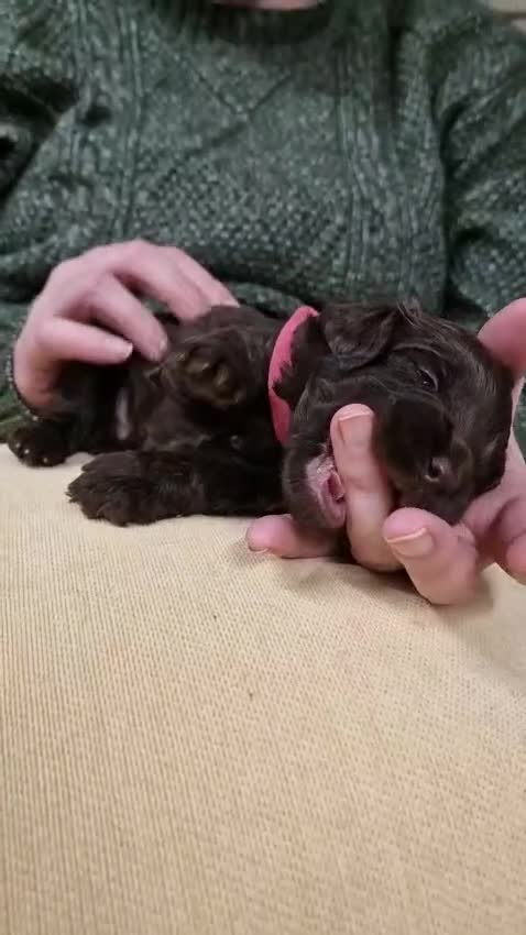 Cockapoo dogs for sale: Gorgeous Cockerpoochons ⭐️ last two boys ⭐️ - Video 4