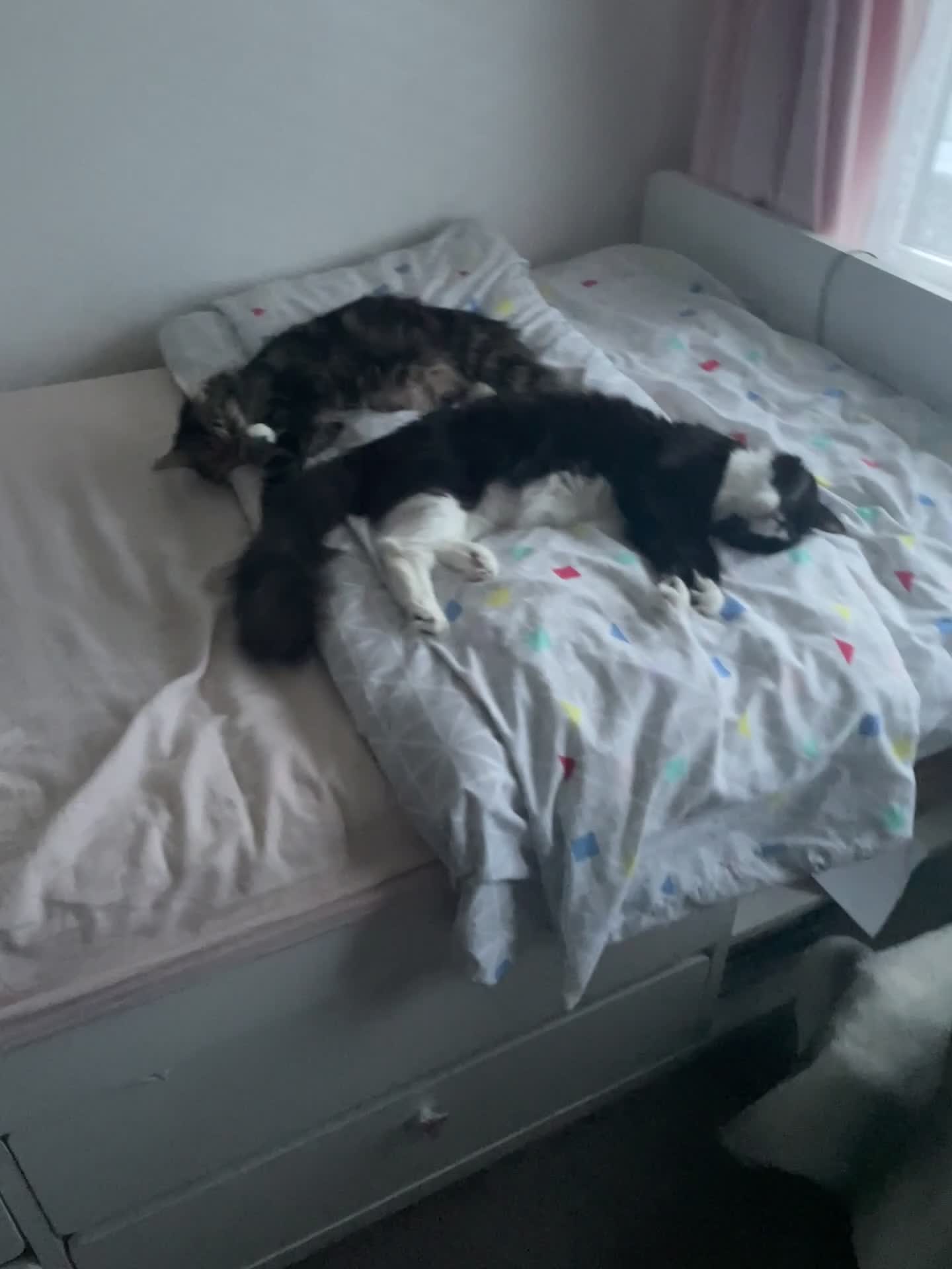 Mixed Breed cats for sale: Bonded sisters ready for a loving home - Video 1