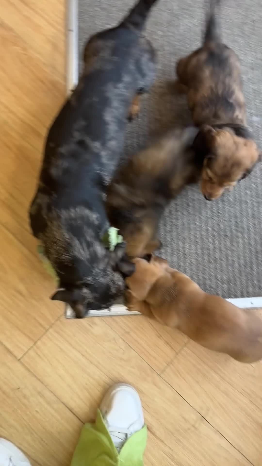 Miniature Dachshund dogs for sale:  Mini dachshund puppies- READY TUESDAY  - Video 3