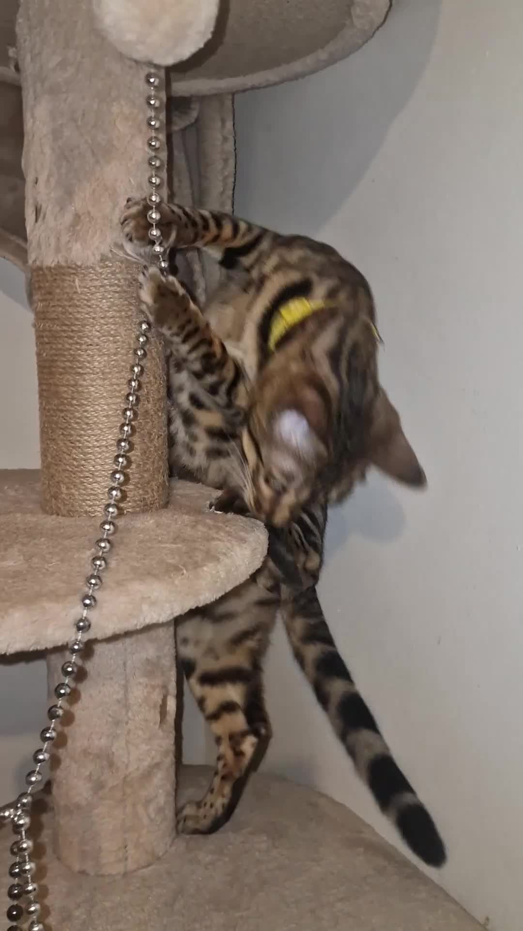 Bengal cats for sale:  🌟 Stunning Bengal Kittens  🌟 🥰🥰 - Video 2