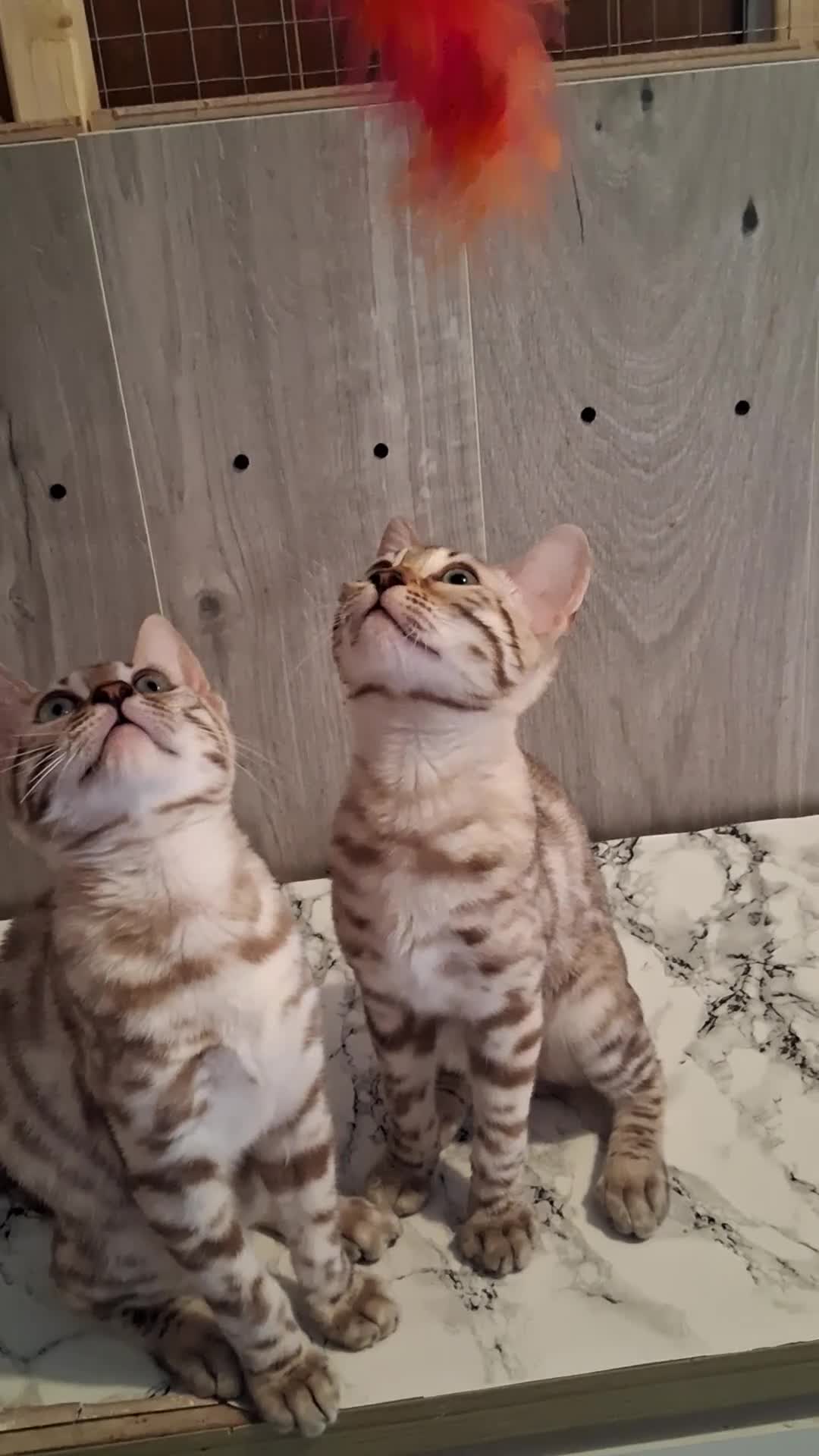 Bengal cats for sale: Bengal Kittens  - Video 3