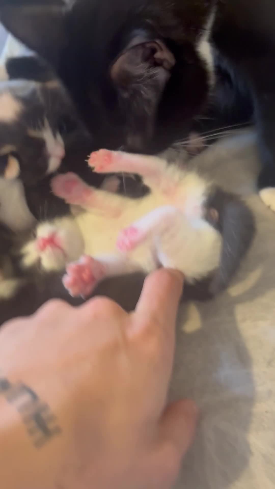 Mixed Breed cats for sale: Kittens  - Video 2