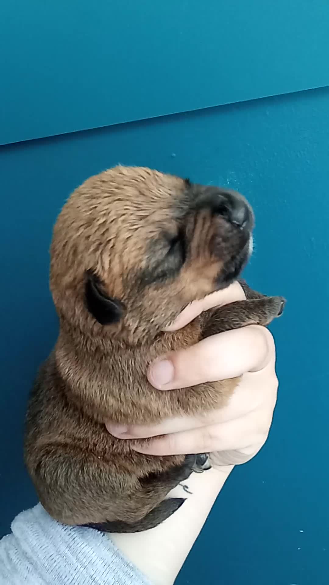 Mixed Breed dogs for sale: Bullweiller puppies  in Seaham - Video 1