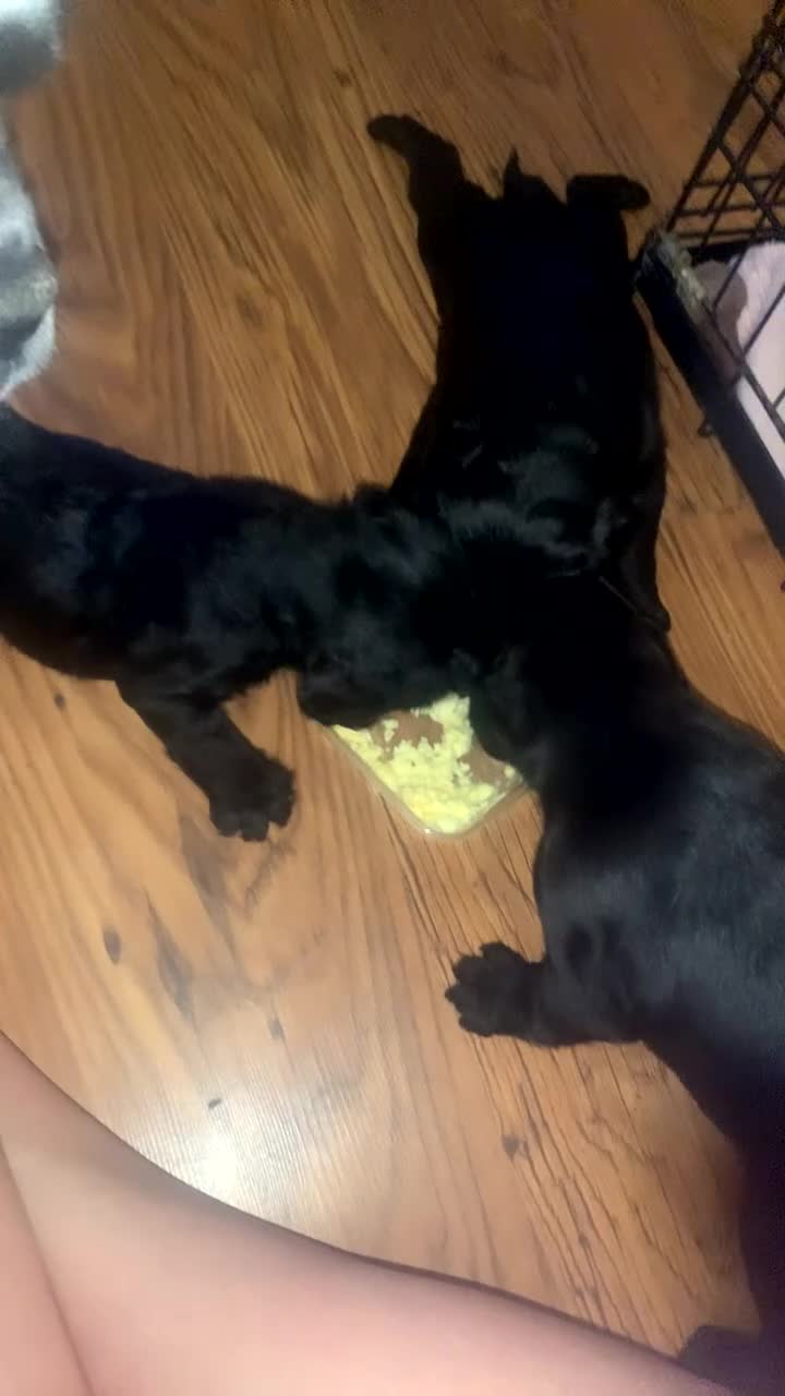 Mixed Breed dogs for sale: Cocker bulls - Video 4