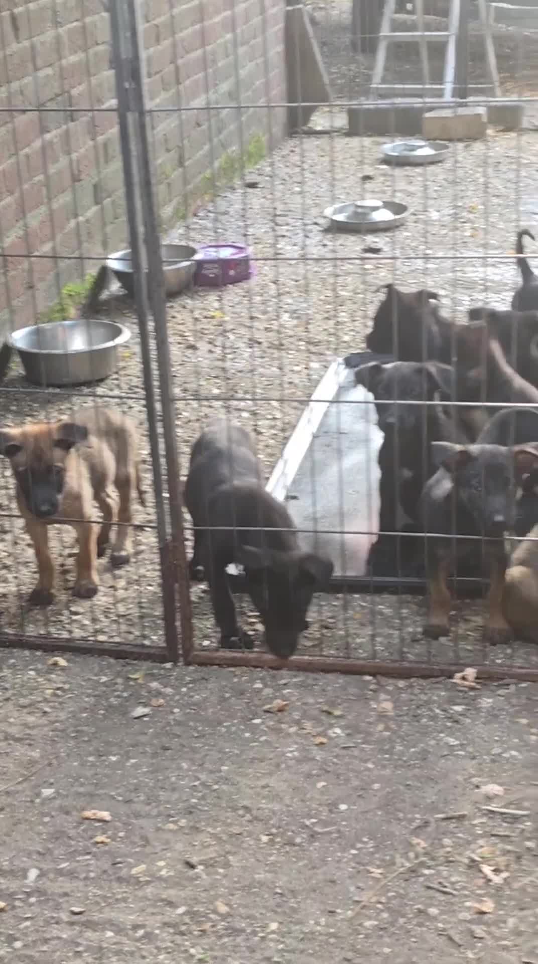 Belgian Shepherd Dog dogs for sale: Belgian malinois puppies KNVP working lines - Video 1
