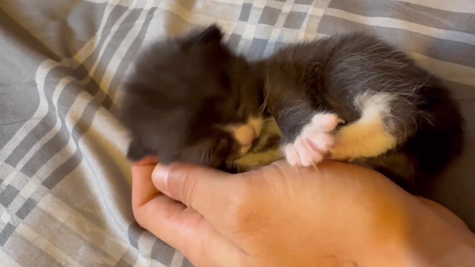 Mixed Breed cats for sale: Kittens  - Video 2