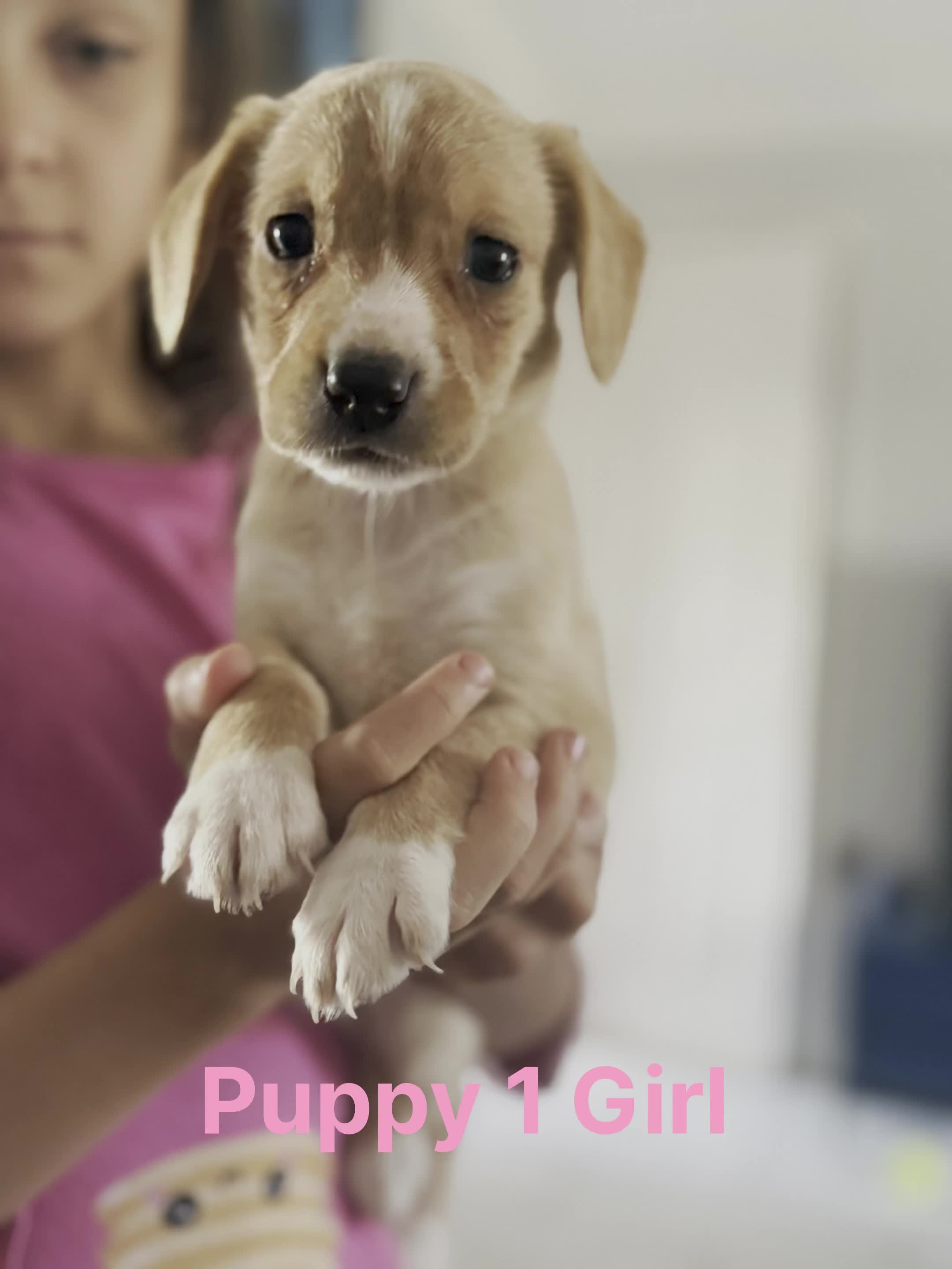Mixed Breed dogs for sale: Springador puppies for sale.  - Video 1