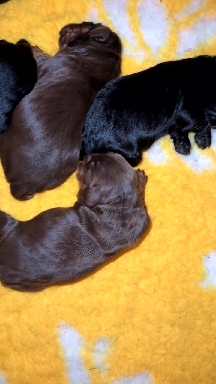 Cocker Spaniel dogs for sale: 🐾 Exceptional Working Cocker Spaniel Puppies 🐾 - Video 1