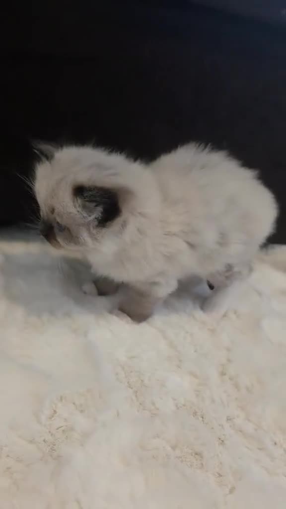 Ragdoll cats for sale: Gorgeous boys looking for new home!! - Video 1